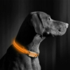 Kép 2/4 - LED-es nyakörv - akkumulátoros - M méret - narancs
