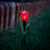 Leszúrható szolár tulipán - piros - 31 x 5,7 cm - fehér LED
